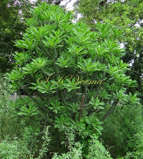 Leafy plant